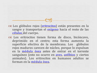 
 Los glóbulos rojos (eritrocitos) están presentes en la
sangre y transportan el oxígeno hacia el resto de las
células del cuerpo.
 Los eritrocitos tienen forma de disco, bicóncavo,
deprimido en el centro; esta forma aumenta la
superficie efectiva de la membrana. Los glóbulos
rojos maduros carecen de núcleo, porque lo expulsan
en la médula ósea antes de entrar en el torrente
sanguíneo (esto no ocurre en aves, anfibios y ciertos
animales). Los eritrocitos en humanos adultos se
forman en la médula ósea.
 
