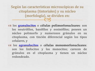 
 los granulocitos o células polimorfonucleares: son
los neutrófilos, basófilos y eosinófilos; poseen un
núcleo polimorfo y numerosos gránulos en su
citoplasma, con tinción diferencial según los tipos
celulares, y
 los agranulocitos o células monomorfonucleares:
son los linfocitos y los monocitos; carecen de
gránulos en el citoplasma y tienen un núcleo
redondeado.
Según las características microscópicas de su
citoplasma (tintoriales) y su núcleo
(morfología), se dividen en:
 