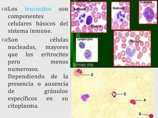Los leucocitos son
componentes
celulares básicos del
sistema inmune.
células
mayores
eritrocitos
menos
Son
nucleadas,
que los
pero
numerosos.
Dependiendo de la
presencia o ausencia
gránulos
en su
de
específicos
citoplasma.
 