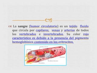 
 La sangre (humor circulatorio) es un tejido fluido
que circula por capilares, venas y arterias de todos
los vertebrados e invertebrados. Su color rojo
característico es debido a la presencia del pigmento
hemoglobínico contenido en los eritrocitos.
 