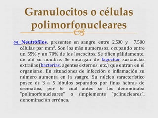 
 Neutrófilos, presentes en sangre entre 2.500 y 7.500
células por mm³. Son los más numerosos, ocupando entre
un 55% y un 70% de los leucocitos. Se tiñen pálidamente,
de ahí su nombre. Se encargan de fagocitar sustancias
extrañas (bacterias, agentes externos, etc.) que entran en el
organismo. En situaciones de infección o inflamación su
número aumenta en la sangre. Su núcleo característico
posee de 3 a 5 lóbulos separados por finas hebras de
cromatina, por lo cual antes se los denominaba
"polimorfonucleares" o simplemente "polinucleares",
denominación errónea.
Granulocitos o células
polimorfonucleares
 
