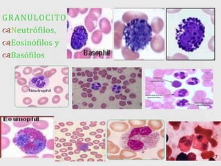 GRANULOCITOS
Neutrófilos,
Eosinófilos y
Basófilos
 