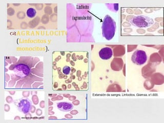 AGRANULOCITOS
(Linfocitos y
monocitos).
 
