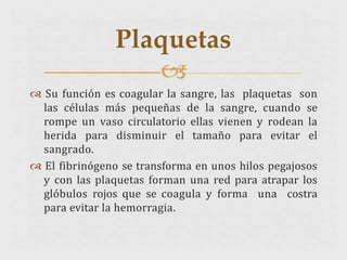  Su función es coagular la sangre, las plaquetas son
las células más pequeñas de la sangre, cuando se
rompe un vaso circulatorio ellas vienen y rodean la
herida para disminuir el tamaño para evitar el
sangrado.
 El fibrinógeno se transforma en unos hilos pegajosos
y con las plaquetas forman una red para atrapar los
glóbulos rojos que se coagula y forma una costra
para evitar la hemorragia.
Plaquetas

 
