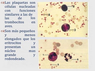 Las plaquetas son
células nucleadas
con funciones
similares a las de
las de los
trombocitos en
aves.
Son más pequeños
y menos
elongados que los
y
un
mas
y
eritrocitos
presentan
núcleo
grande
redondeado.
 
