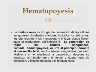  La médula ósea es el lugar de generación de las células
sanguíneas circulantes maduras, incluidos los eritrocitos,
los granulocitos y los monocitos, y el lugar donde tienen
lugar la maduración del linfocito B. La generación de
todas las células sanguíneas,
llamada hematopoyesis, ocurre al principio, durante
el desarrollo fetal, en los islotes sanguíneos del saco
vitelino y en el mesénquima paraaórtico, después se
desplaza al hígado entre el tercer y cuarto mes de
gestación, y ﬁnalmente pasa a la médula ósea.
Hematopoyesis

 