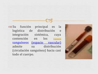 
 Su función principal es la
logística de distribución e
sistémica, cuya
integración
contención
sanguíneos
admite
en los vasos
(espacio vascular)
su distribución
(circulación sanguínea) hacia casi
todo el cuerpo.
 