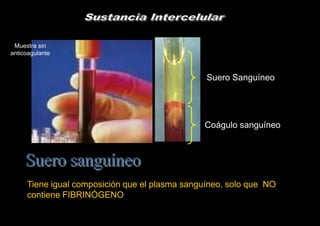 Muestra sin
anticoagulante



                                                Suero Sanguíneo




                                               Coágulo sanguíneo




     Tiene igual composición que el plasma sanguíneo, solo que NO
     contiene FIBRINÓGENO
 
