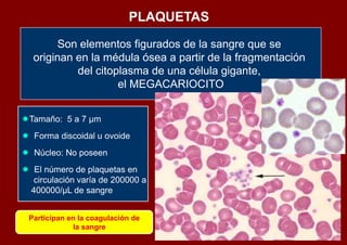 PLAQUETAS

       Son elementos figurados de la sangre que se
  originan en la médula ósea a partir de la fragmentación
           del citoplasma de una célula gigante,
                    el MEGACARIOCITO


Tamaño: 5 a 7 µm
 Forma discoidal u ovoide
 Núcleo: No poseen
 El número de plaquetas en
  circulación varía de 200000 a
 400000/µL de sangre


 Participan en la coagulación de
             la sangre
 