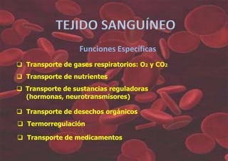 TEJIDO SANGUÍNEO
                  Funciones Específicas
 Transporte de gases respiratorios: O2 y CO2
 Transporte de nutrientes
 Transporte de sustancias reguladoras
  (hormonas, neurotransmisores)

 Transporte de desechos orgánicos
 Termorregulación

 Transporte de medicamentos
 