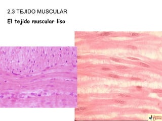 2.3 TEJIDO MUSCULAR
El tejido muscular liso
 