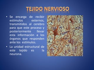 • Se encarga de recibir
estímulos externos,
transmitidos al cerebro
para que este proceso y
posteriormente llevar
esta información a los
órganos que responden
ante los estímulos.
• La unidad estructural de
este tejido es la
neurona.
 