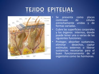 • Se presenta como placas
continuas de células
estrechamente unidas y de
formas variadas.
• Cubre las superficies corporales
y los órganos internos, donde
puede tener una o varias de las
siguientes funciones:
• Proteger, absorber sustancias,
eliminar desechos, captar
estímulos externos o liberar
sustancias necesarias para el
buen funcionamiento de el
organismo como las hormonas.
 
