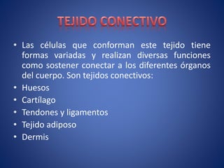 • Las células que conforman este tejido tiene
formas variadas y realizan diversas funciones
como sostener conectar a los diferentes órganos
del cuerpo. Son tejidos conectivos:
• Huesos
• Cartílago
• Tendones y ligamentos
• Tejido adiposo
• Dermis
 