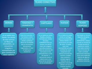 TEJIDO CONECTIVO
DERMIS TEJIDO
ADIPOSO
HUESOSCARTILAGOTENDONES Y
LIGAMENTOS
Es un tejido muy
fuerte. Las celulas
de este sonricas
en fibras de
COLAGENA y se
encuentran
irrigadas o
acompañadas por
gran cantidasd de
vasos capilares
Este tejido es rico en
depositos de grasa
llamados
ADIPOSITOS, utilizan
cuando se necesita la
energia durante la
respiracion celular.
Este tejido tambien
tiene la funcion de
aislar y protejer
estructuras internas y
sirve como tejido de
soporte de algunos
organos, como las
glandulas mamarias.
Es un tejido de sosten
similar al cartilago,
que se ha endurecido
debido debido a la
acumulacion de sales
de calcio. El tejido
oseo esta
acompañado por gran
cantidad de vasos
sanguineos que
tienen la funcion de
nutrirlo. el tejido
oseo sostiene y
proteje organos
internos, es un
dispositivo natural de
calcion y en el se
insertan muchos
musculos
Es un tejido de sosten
flexible y elastico,
formado por celulas
llamadas
CONDRIOCITOS que
poseen una densa
matriz de colagena
que ellas producen.
Cubre los extremos de
los huesos en las
articulaciones y sirve
de soporte a
estructuras como el
oido la nariz y los
dicos de las vertebras
en los vertebrados
Unen los musculos a
los huesos a estos
con otros huesos. Las
celulas contienen
fibras de COLAGENA
que se encuentran
densamente
organizadas y le dan
al tejido gran
resistencia
 