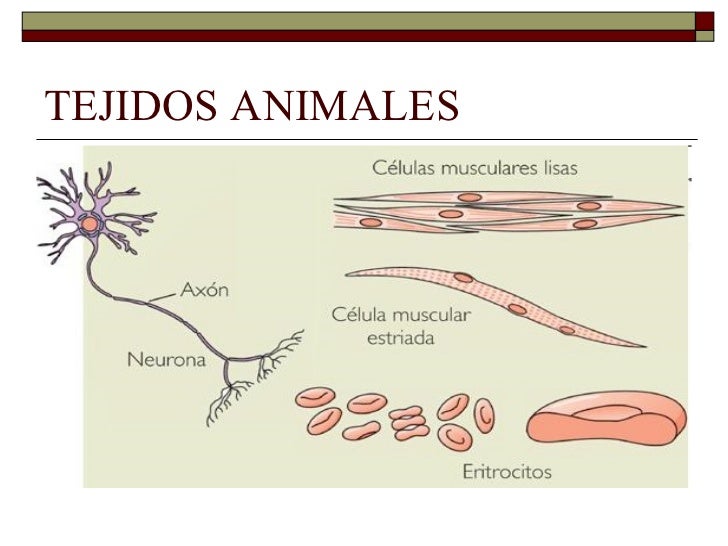 Imagenes Tejido Animal | tejidos animales Imagenes Tejido Animal | tejidos animales