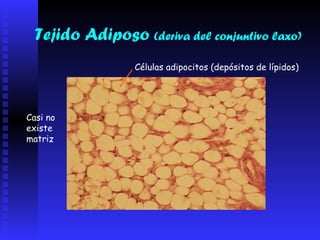 Tejido Adiposo  (deriva del conjuntivo laxo) Células adipocitos (depósitos de lípidos) Casi no existe matriz 