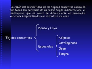   La razón del polimorfismo de los tejidos conectivos radica en que todos son derivados de un mismo tejido indiferenciado, el mesénquima, que es capaz de diferenciarse en numerosas variedades especializadas con distintas funciones. Tejidos conectivos Denso y Laxo Especiales Adiposo Cartilaginoso Óseo Sangre 