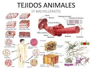 TEJIDOS ANIMALES 1º BACHILLERATO 