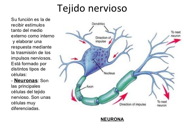 Resultado de imagen para tejido nervioso animal