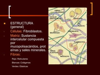    ESTRUCTURA
    (general)
-   Células: Fibroblastos.
-   Matriz: Sustancia
    intercelular compuesta
    por
    mucopolisacáridos, prot
    eínas y sales minerales.
-   Fibras:
     Rojo: Reticulares
     Blancas: Colágenas
     Verdes: Elásticas
 