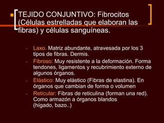    TEJIDO CONJUNTIVO: Fibrocitos
    (Células estrelladas que elaboran las
    fibras) y células sanguíneas.

      -   Laxo. Matriz abundante, atravesada por los 3
          tipos de fibras. Dermis.
      -   Fibroso: Muy resistente a la deformación. Forma
          tendones, ligamentos y recubrimiento externo de
          algunos órganos.
      -   Elástico: Muy elástico (Fibras de elastina). En
          órganos que cambian de forma o volumen
      -   Reticular: Fibras de reticulina (forman una red).
          Como armazón a órganos blandos
          (hígado, bazo..)
 