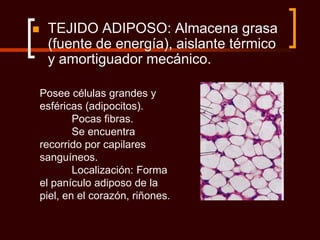     TEJIDO ADIPOSO: Almacena grasa
     (fuente de energía), aislante térmico
     y amortiguador mecánico.

    Posee células grandes y
    esféricas (adipocitos).
            Pocas fibras.
            Se encuentra
    recorrido por capilares
    sanguíneos.
            Localización: Forma
    el panículo adiposo de la
    piel, en el corazón, riñones.
 