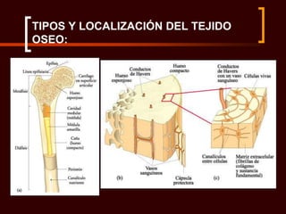 TIPOS Y LOCALIZACIÓN DEL TEJIDO
OSEO:
 