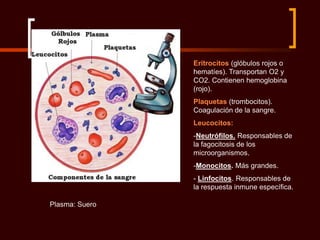 Eritrocitos (glóbulos rojos o
                hematíes). Transportan O2 y
                CO2. Contienen hemoglobina
                (rojo).
                Plaquetas (trombocitos).
                Coagulación de la sangre.
                Leucocitos:
                -Neutrófilos. Responsables de
                la fagocitosis de los
                microorganismos.
                -Monocitos. Más grandes.
                - Linfocitos. Responsables de
                la respuesta inmune específica.

Plasma: Suero
 