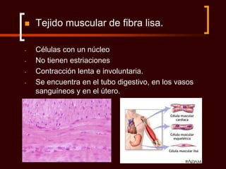    Tejido muscular de fibra lisa.

-   Células con un núcleo
-   No tienen estriaciones
-   Contracción lenta e involuntaria.
-   Se encuentra en el tubo digestivo, en los vasos
    sanguíneos y en el útero.
 