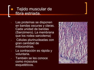     Tejido muscular de
    fibra estriada.

-   Las proteínas se disponen
    en bandas oscuras y claras.
    Cada unidad de bandas
    (Sarcómero). La membrana
    que los rodea sarcolema)
-    Células plurinucleadas con
    gran cantidad de
    mitocondrias.
-   La contracción es rápida y
    voluntaria.
-   También se les conoce
    como músculos
    esqueléticos.
 