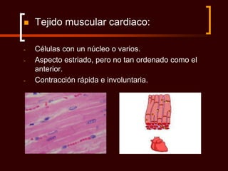    Tejido muscular cardiaco:

-   Células con un núcleo o varios.
-   Aspecto estriado, pero no tan ordenado como el
    anterior.
-   Contracción rápida e involuntaria.
 