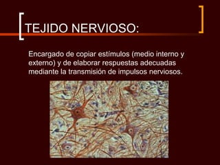 TEJIDO NERVIOSO:
Encargado de copiar estímulos (medio interno y
externo) y de elaborar respuestas adecuadas
mediante la transmisión de impulsos nerviosos.
 