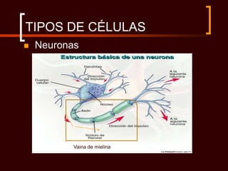 TIPOS DE CÉLULAS
   Neuronas




           Vaina de mielina
 
