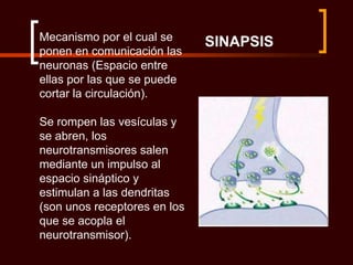 Mecanismo por el cual se      SINAPSIS
ponen en comunicación las
neuronas (Espacio entre
ellas por las que se puede
cortar la circulación).

Se rompen las vesículas y
se abren, los
neurotransmisores salen
mediante un impulso al
espacio sináptico y
estimulan a las dendritas
(son unos receptores en los
que se acopla el
neurotransmisor).
 