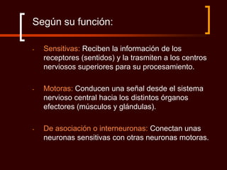 Según su función:

-   Sensitivas: Reciben la información de los
    receptores (sentidos) y la trasmiten a los centros
    nerviosos superiores para su procesamiento.

-   Motoras: Conducen una señal desde el sistema
    nervioso central hacia los distintos órganos
    efectores (músculos y glándulas).

-   De asociación o interneuronas: Conectan unas
    neuronas sensitivas con otras neuronas motoras.
 