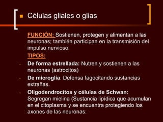    Células gliales o glias

    FUNCIÓN: Sostienen, protegen y alimentan a las
    neuronas; también participan en la transmisión del
    impulso nervioso.
    TIPOS:
-   De forma estrellada: Nutren y sostienen a las
    neuronas (astrocitos)
-   De microglía: Defensa fagocitando sustancias
    extrañas.
-   Oligodendrocitos y células de Schwan:
    Segregan mielina (Sustancia lipídica que acumulan
    en el citoplasma y se encuentra protegiendo los
    axones de las neuronas.
 