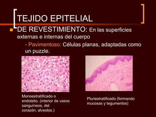 TEJIDO EPITELIAL
   DE REVESTIMIENTO: En las superficies
    externas e internas del cuerpo
       - Pavimentoso: Células planas, adaptadas como
       un puzzle.




     Monoestratificado o
                                     Pluriestratificado (formando
     endotelio. (interior de vasos
                                     mucosas y tegumentos)
     sanguíneos, del
     corazón, alveolos.)
 