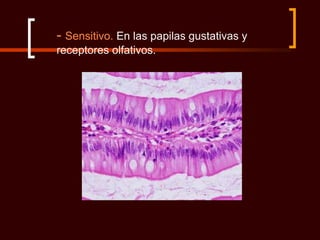 - Sensitivo. En las papilas gustativas y
receptores olfativos.
 