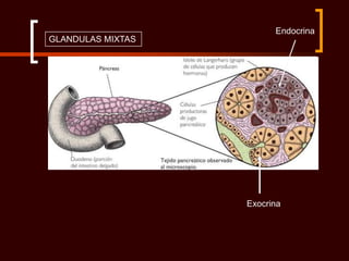 Endocrina
GLANDULAS MIXTAS




                   Exocrina
 