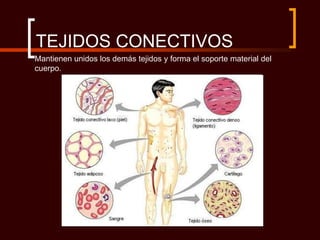 TEJIDOS CONECTIVOS
Mantienen unidos los demás tejidos y forma el soporte material del
cuerpo.
 