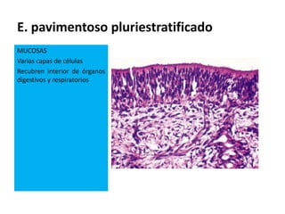 E. pavimentoso pluriestratificado
MUCOSAS
Varias capas de células
Recubren interior de órganos
digestivos y respiratorios
 