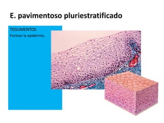 E. pavimentoso pluriestratificado
TEGUMENTOS
Forman la epidermis.
 