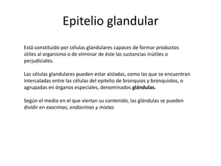 Epitelio glandular
Está constituido por células glandulares capaces de formar productos
útiles al organismo o de eliminar de éste las sustancias inútiles o
perjudiciales.

Las células glandulares pueden estar aisladas, como las que se encuentran
intercaladas entre las células del epitelio de bronquios y bronquiolos, o
agrupadas en órganos especiales, denominados glándulas.

Según el medio en el que viertan su contenido, las glándulas se pueden
dividir en exocrinas, endocrinas y mixtas
 