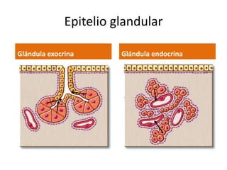 Epitelio glandular

Glándula exocrina       Glándula endocrina
 