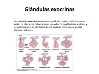Glándulas exocrinas
Las glándulas exocrinas secretan sus productos hacia conductos que se
vacían en el exterior del organismo, como hacen las glándulas sebáceas y
las sudoríparas, o en el interior de una cavidad. como ocurre con las
glándulas salivares.
 