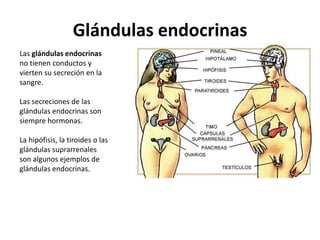 Glándulas endocrinas
Las glándulas endocrinas
no tienen conductos y
vierten su secreción en la
sangre.

Las secreciones de las
glándulas endocrinas son
siempre hormonas.

La hipófisis, la tiroides o las
glándulas suprarrenales
son algunos ejemplos de
glándulas endocrinas.
 