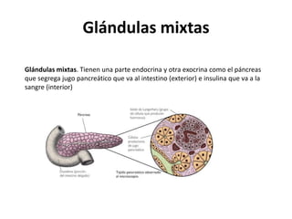 Glándulas mixtas

Glándulas mixtas. Tienen una parte endocrina y otra exocrina como el páncreas
que segrega jugo pancreático que va al intestino (exterior) e insulina que va a la
sangre (interior)
 