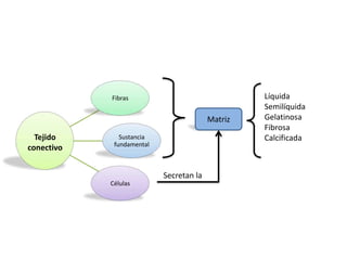 Fibras                                Líquida
                                                  Semilíquida
                                         Matriz   Gelatinosa
                                                  Fibrosa
  Tejido       Sustancia                          Calcificada
             fundamental
conectivo


                           Secretan la
            Células
 