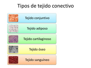 Tipos de tejido conectivo

   Tejido conjuntivo

    Tejido adiposo

  Tejido cartilaginoso

      Tejido óseo

   Tejido sanguíneo
 